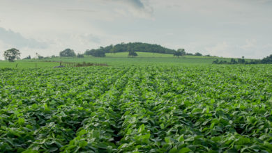 AGRONEGÓCIO - Um dos destaques esperados na safra 2019/2020, a soja tem aumento estimado em 5,4% em relação à safra 2018/2019
